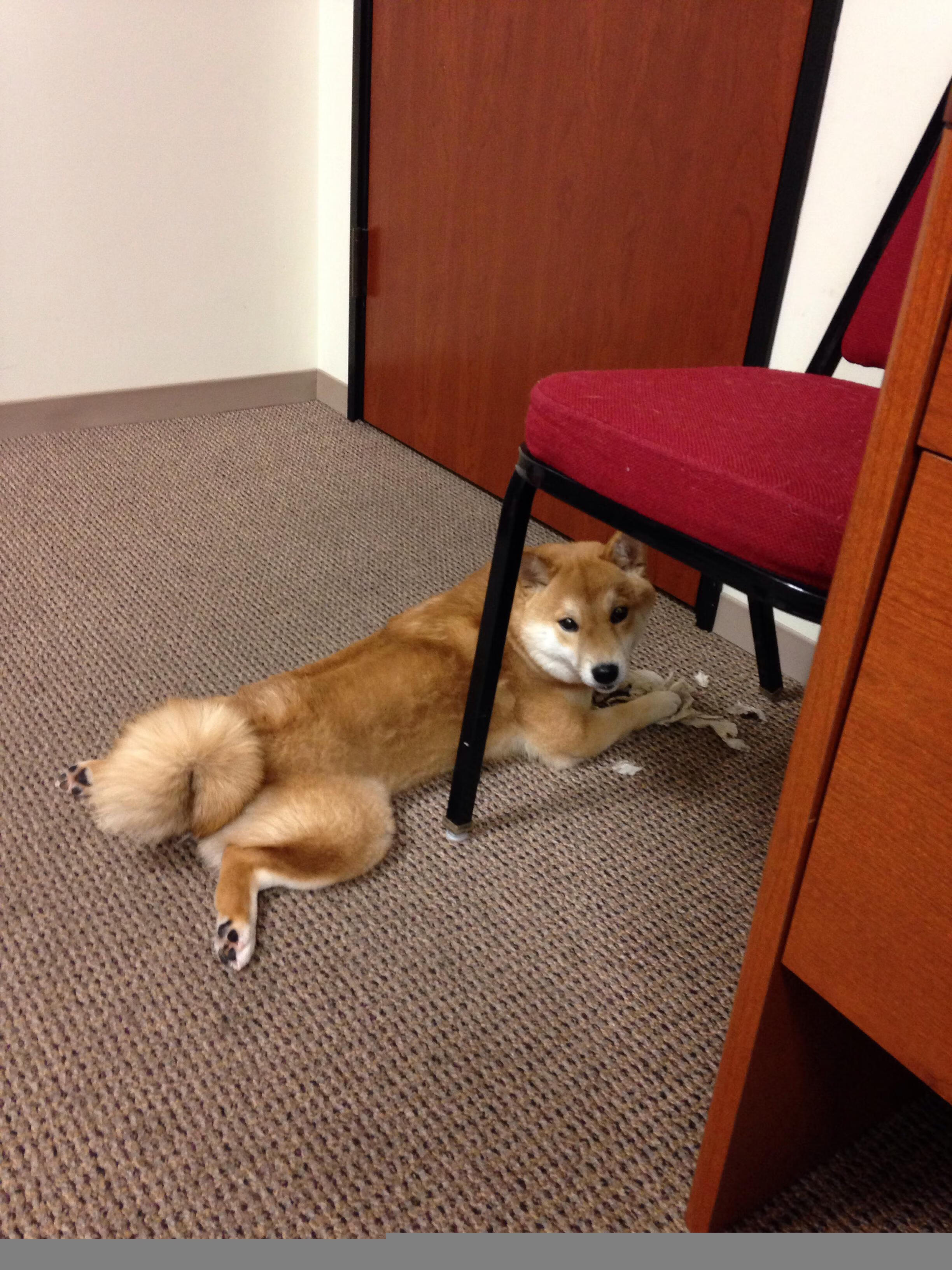 东方羽刃破北欧寒冰，石宇奇绝境亮剑，日本丹麦鏖战史诗