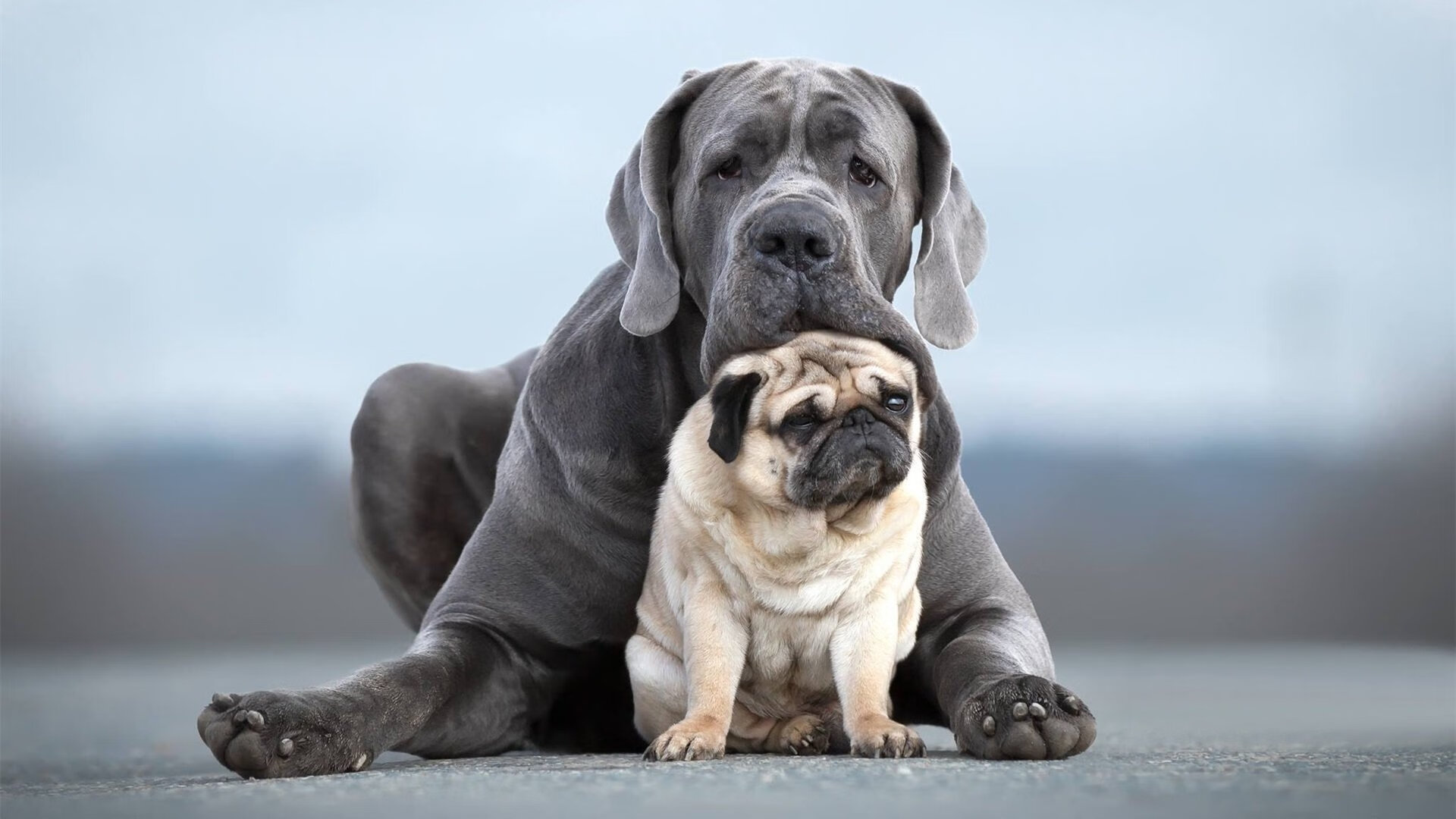 当东方广厦遇见休斯顿夜空，东契奇画下主宰的星轨
