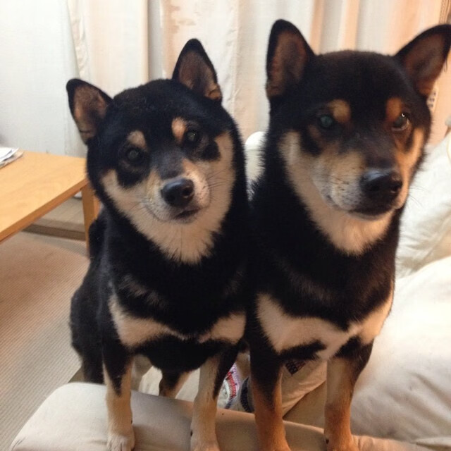 拉梅洛接管年度焦点之战，上海队一波流带走北京队