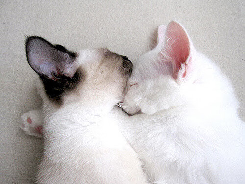 跨时空操控!詹姆斯维度控制器同时驾驭森林狼激战与新疆队风云