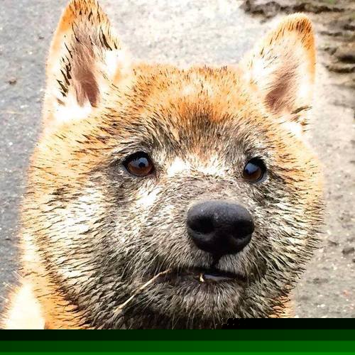 爱游戏入口-当亚特兰大末节带走荷兰，恩佐却告诉我们，巨星的光芒从不只照亮一个战场