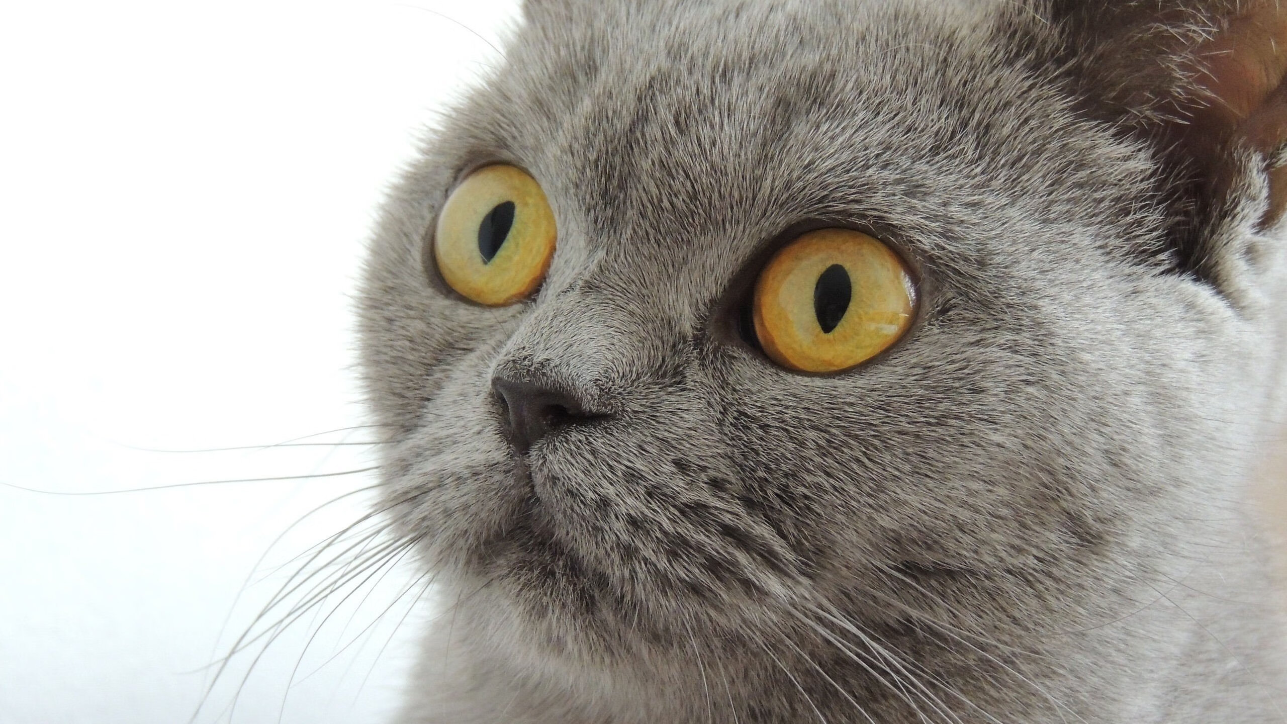 地球保卫战，当布克的得分利刃切开辽宁的钢铁防线