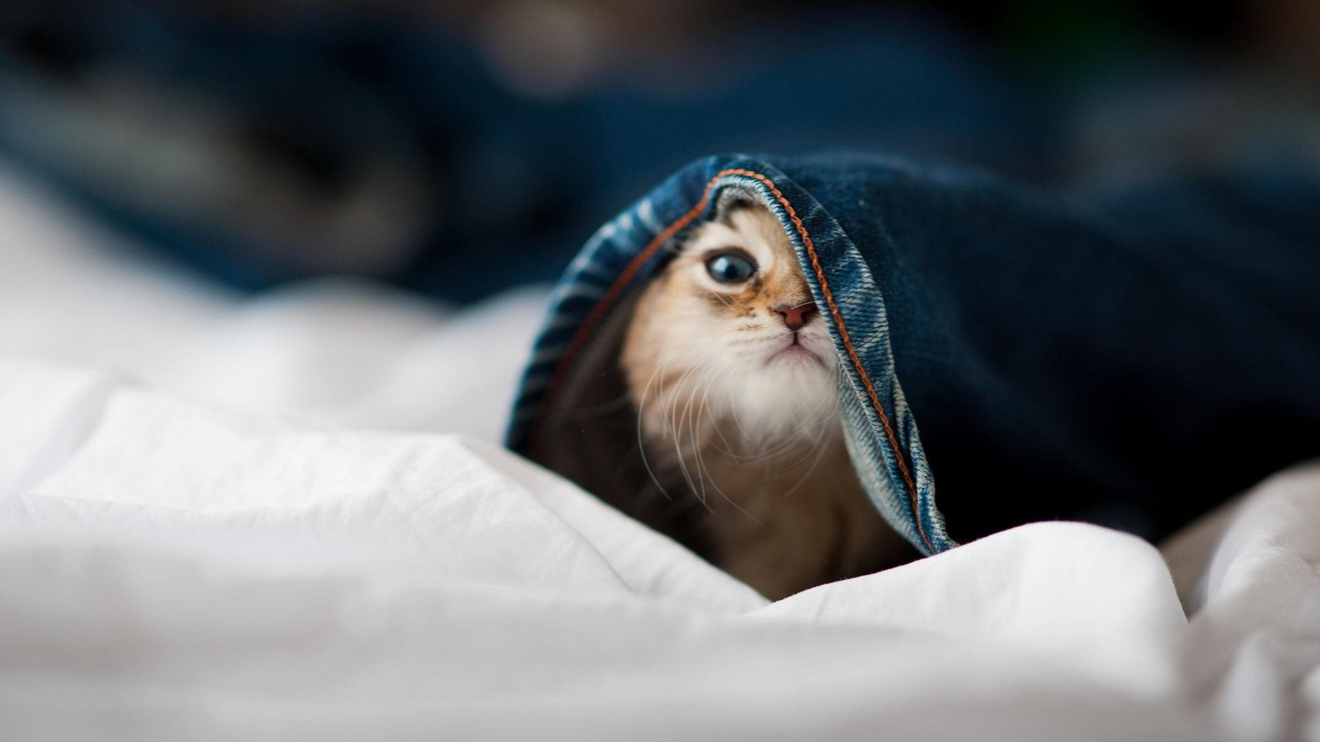 梅西关键先生本色,澳大利亚轻松击败雷恩