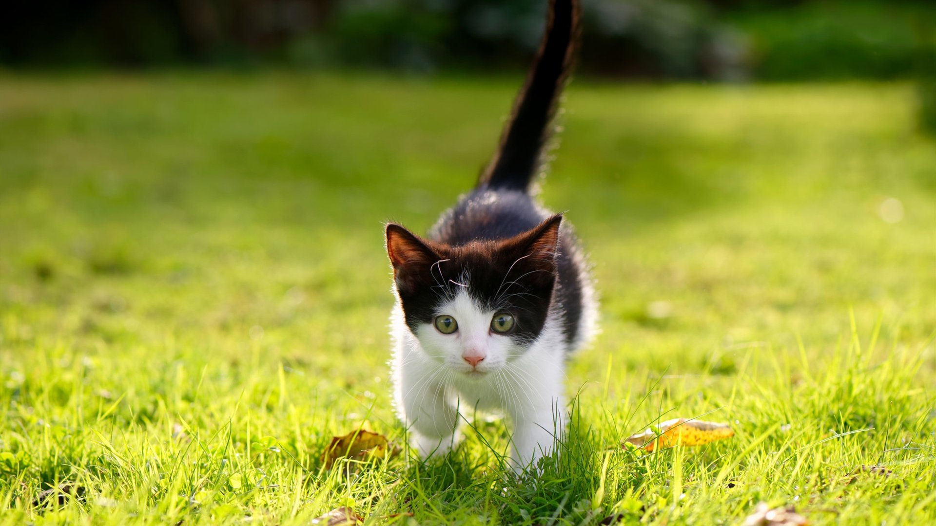 封锁的艺术，从广厦铁阵到德甲烽烟，解析胜利的共同密钥