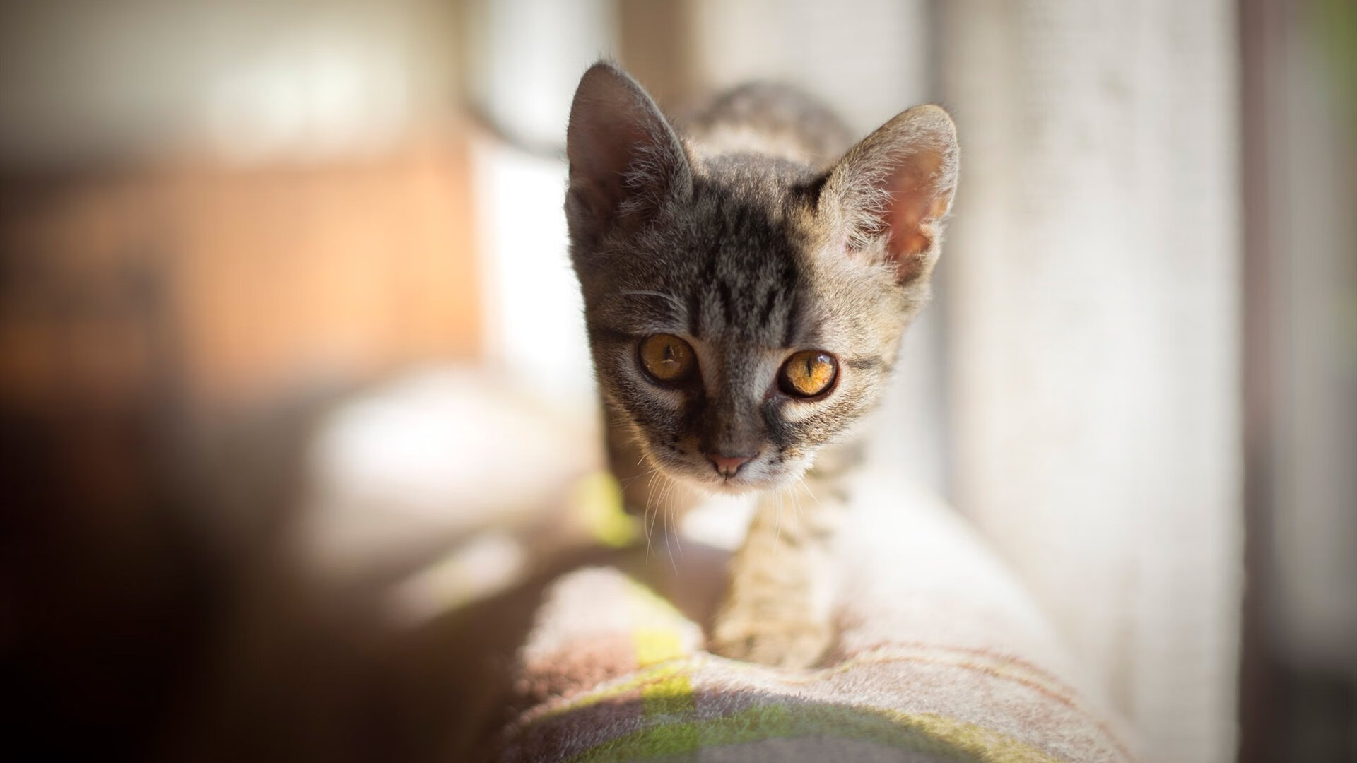 梦幻交锋,拜仁慕尼黑对阵哥斯达黎加友谊赛,内马尔客串点燃赛场激情