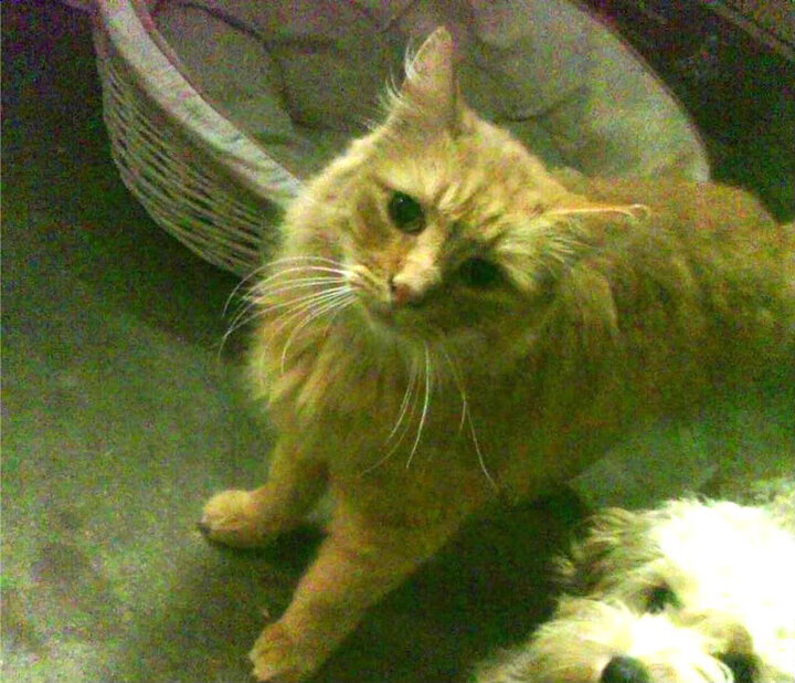 重塑基因，当英格拉姆化身组织前锋，猛龙用一场非典型完胜开启新时代