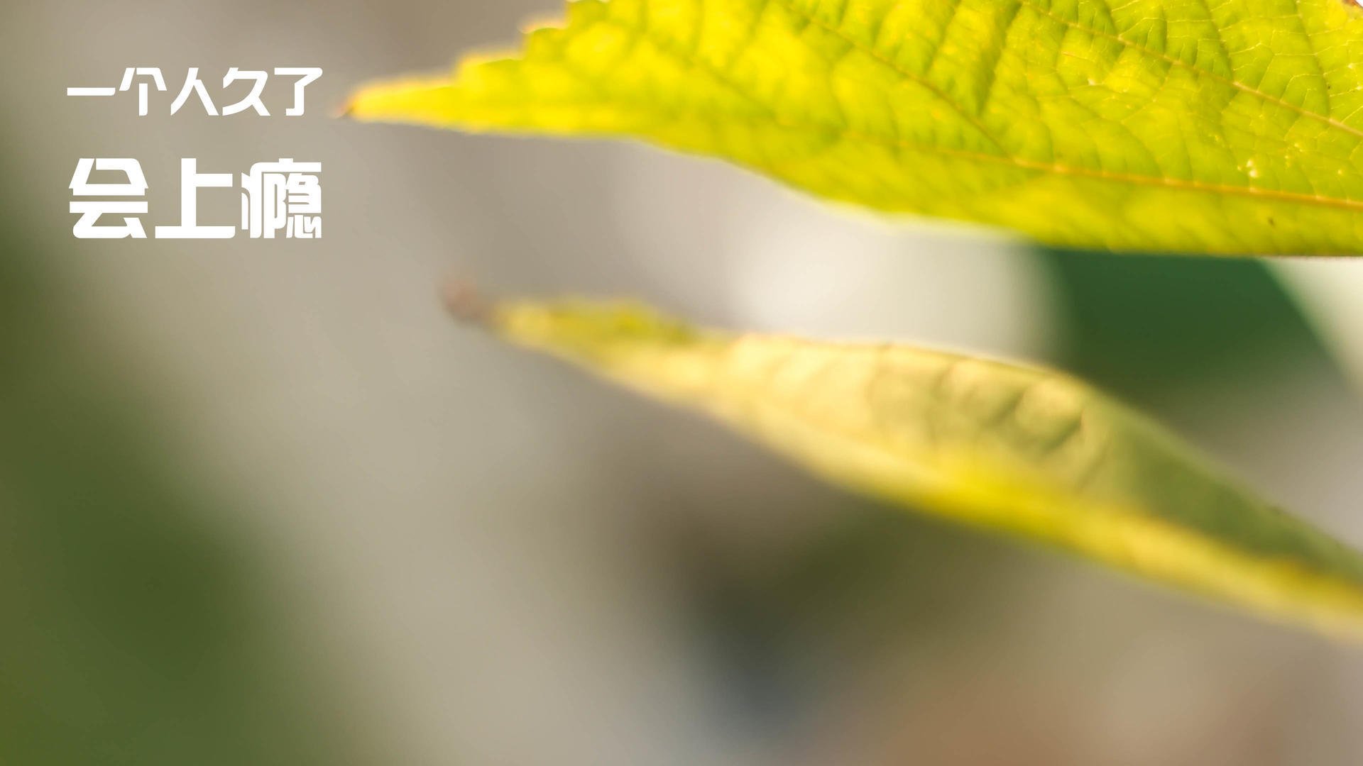 猛龙遗珠在孟菲斯燃起橙色火焰，紫金军团用老派智慧浇灭它