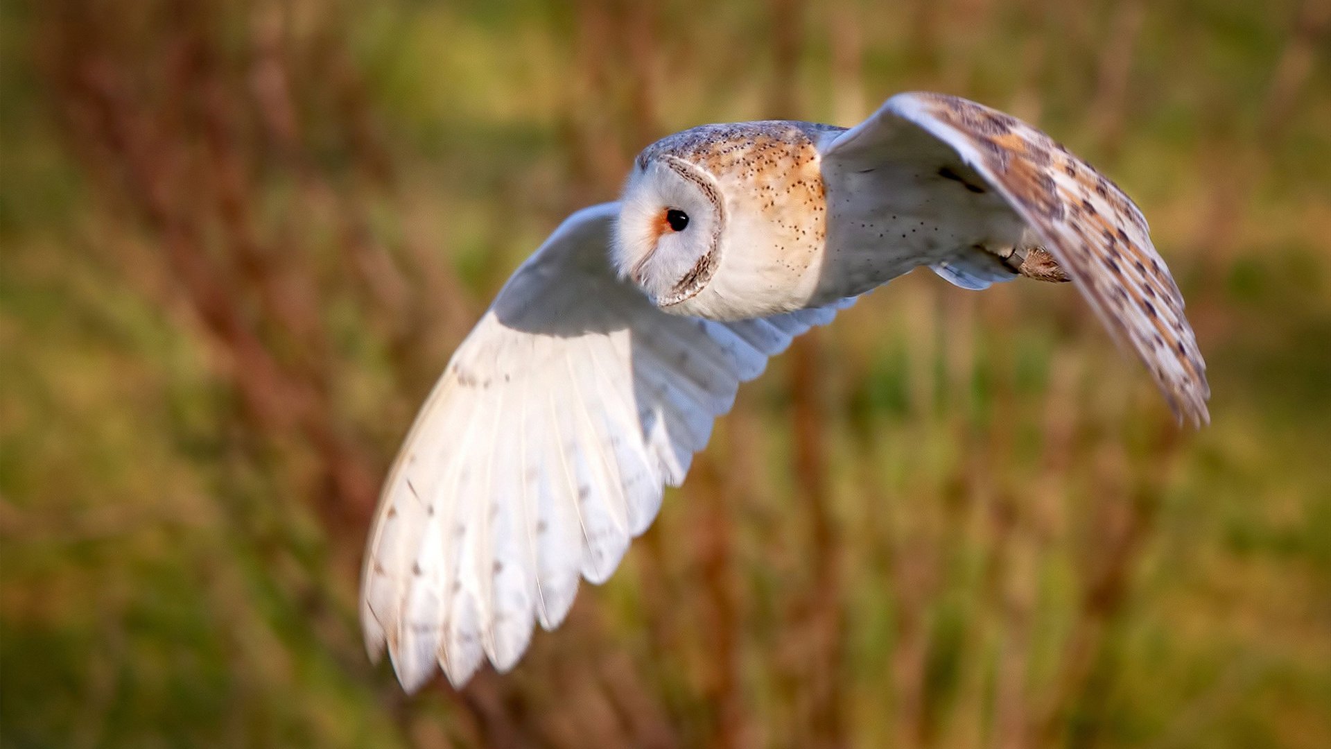 猛龙遗珠在孟菲斯燃起橙色火焰，紫金军团用老派智慧浇灭它