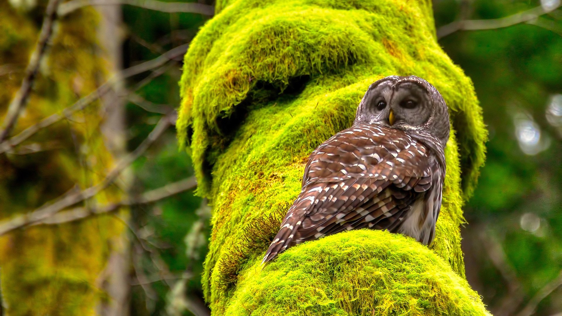 绿线之下,当阿尔及利亚节奏在芬兰雪原上奏响欧冠狂想