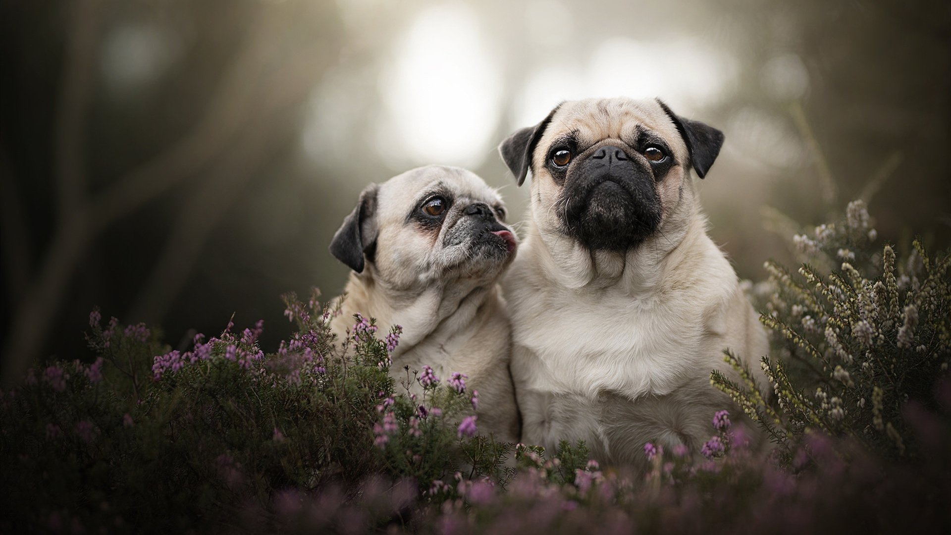 致命雨燕,乔治化身关键先生,上海铁血长城终破猛龙