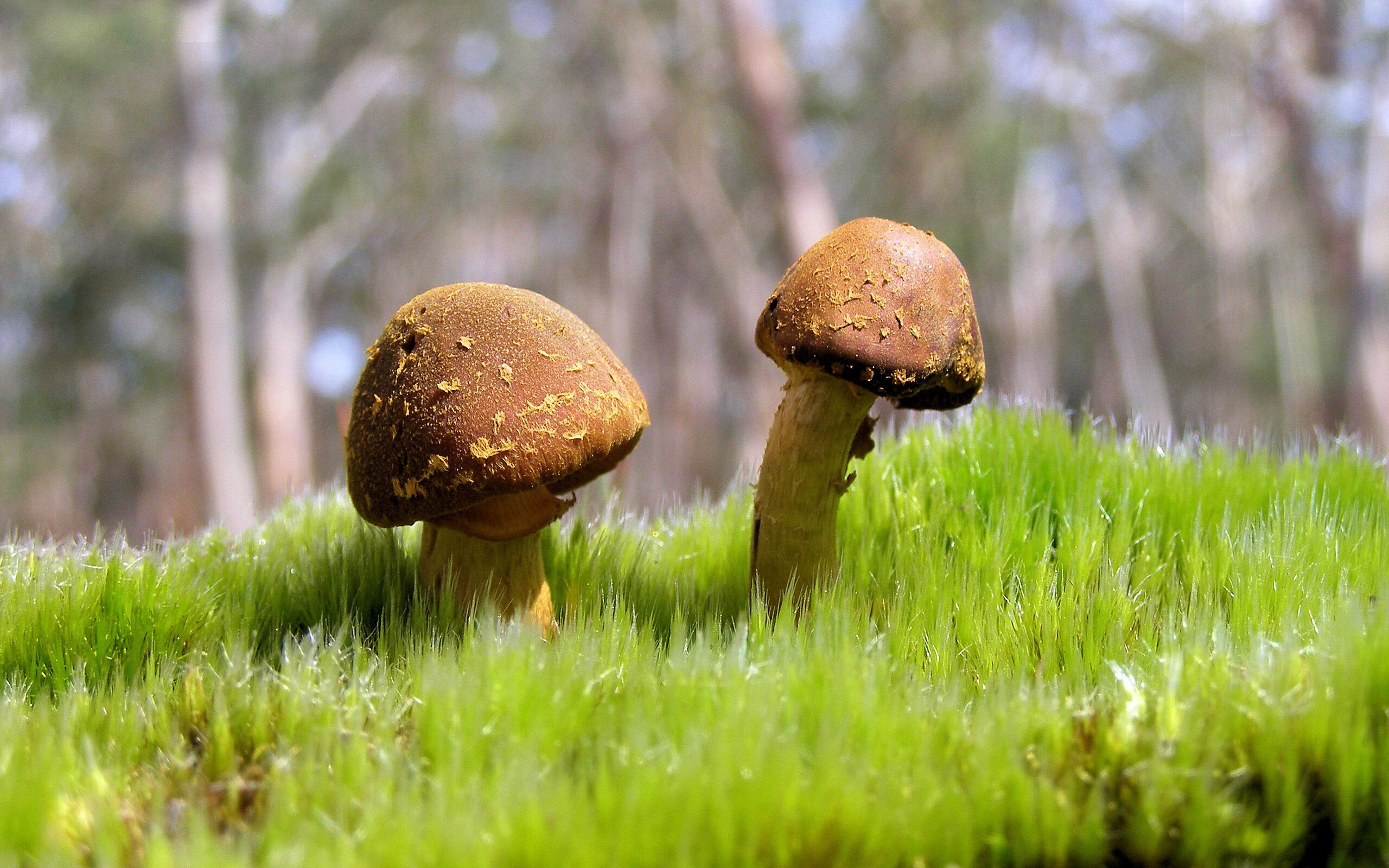 爱游戏tv-猛龙速胜上海不足奇，锡安于美加墨世界杯接管比赛方显巨星本色