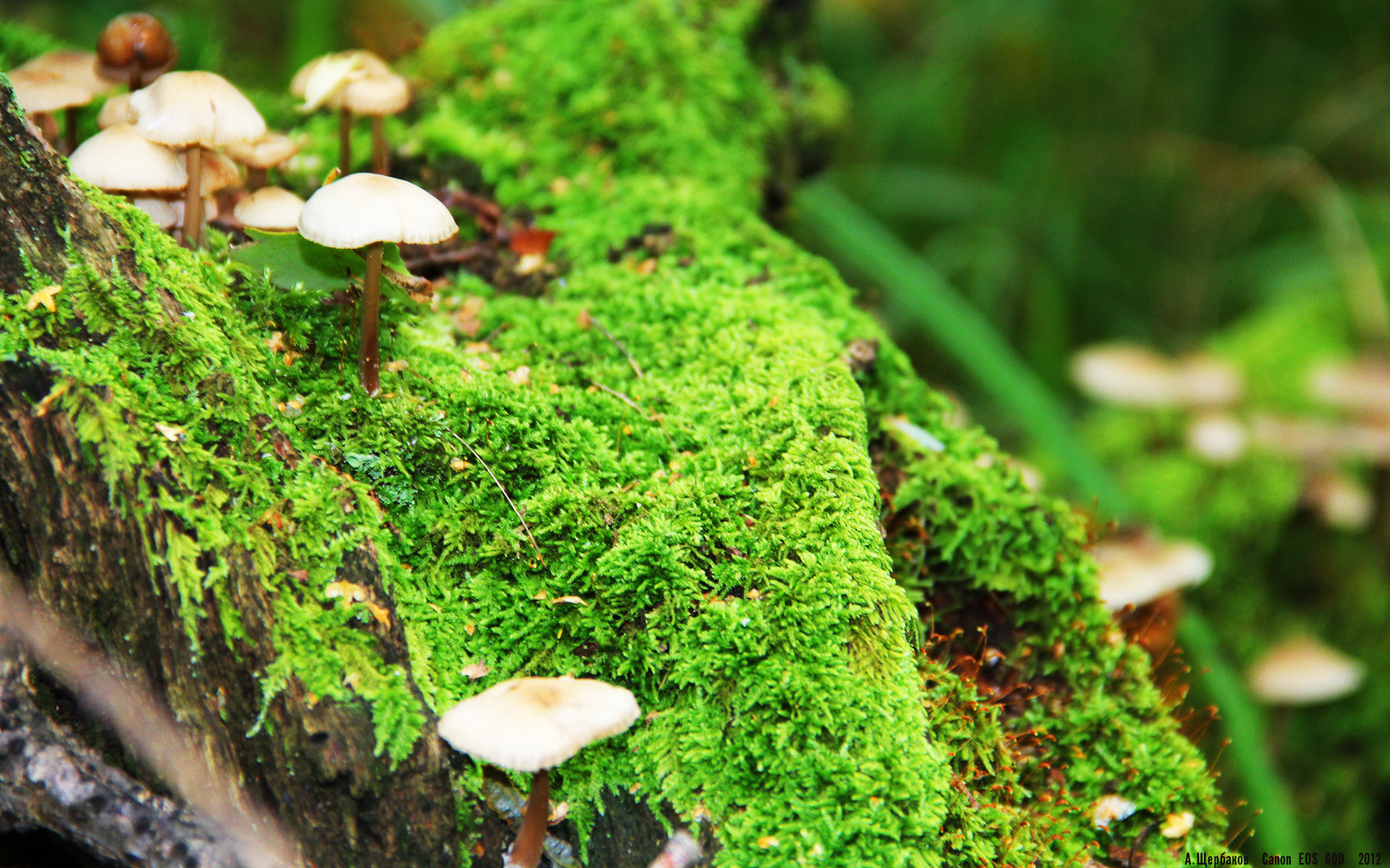 爱游戏在线-北欧海盗的闪电战，库尔图瓦神威筑墙，瑞典反击精准刺穿两伊防线