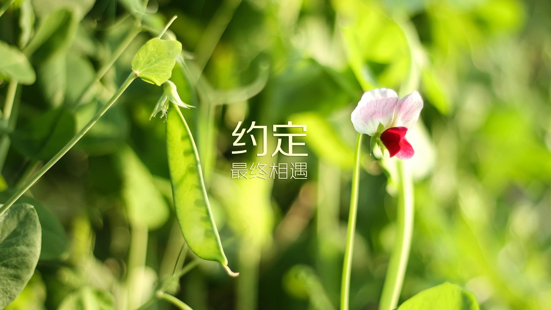 唯一之战，当C罗的最后一舞遇上穆西亚拉的命运钥匙