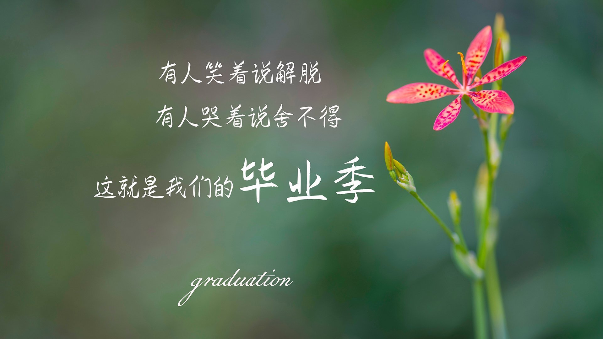 节奏的独裁,当德容在2026世界杯D组操盘荷兰与厄瓜多尔之战